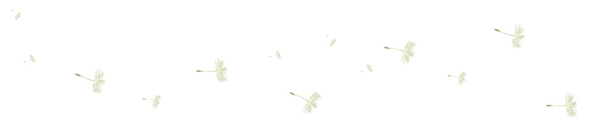 Löwenzahn Natur Löwenzahn Natur